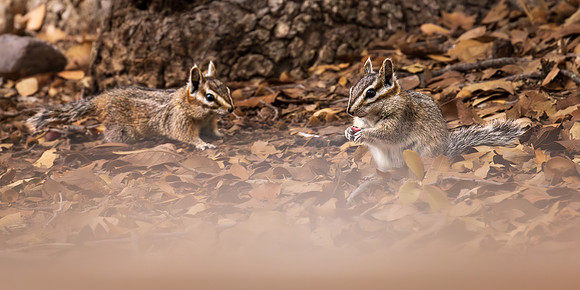 Chipmonks, Chiricahua NM